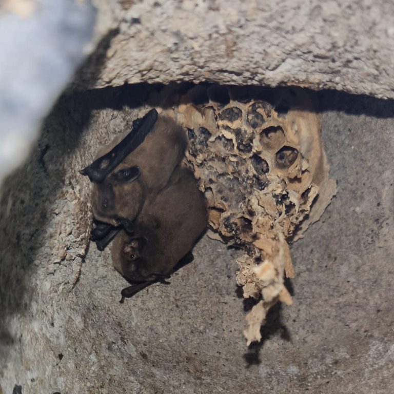 Zwergfledermäuse im Fledermauskasten